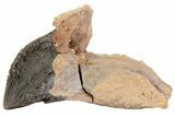 Rooted Triceratops Tooth - South Dakota #73874-1